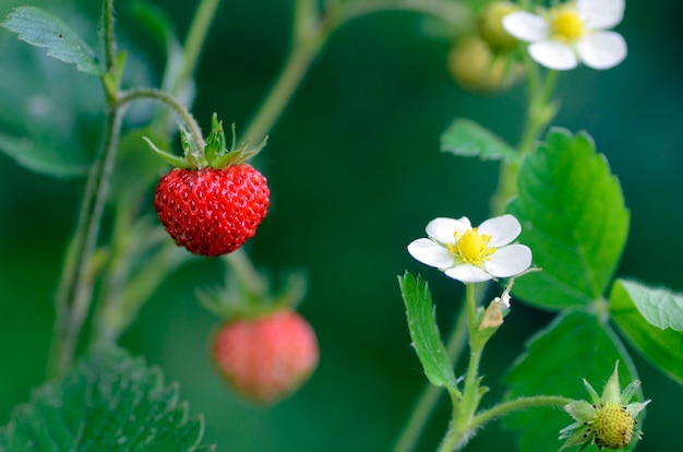 Fragaria vesca, обычно называемая лесной клубникой, с цветком и фруктами.