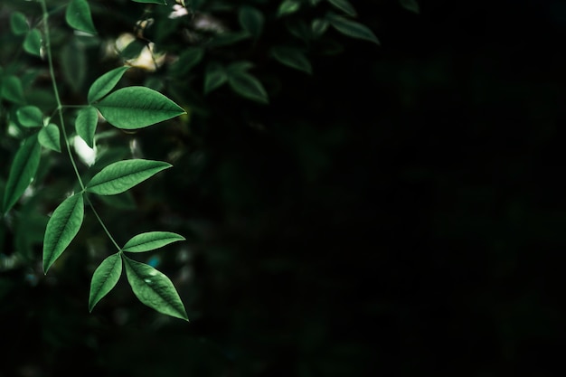 写真 黒い背景に壊れやすい葉