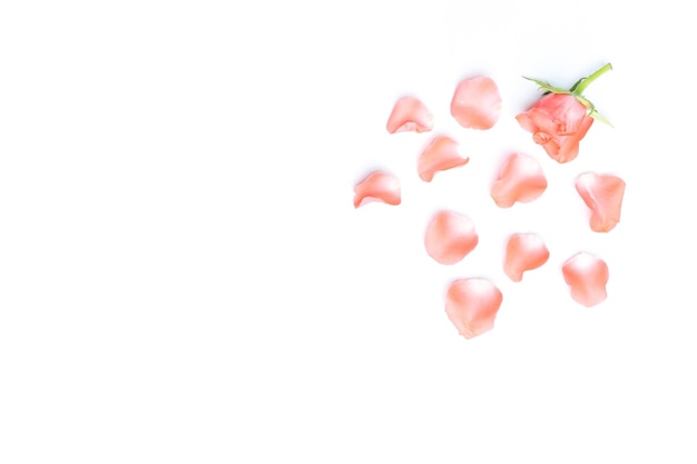 Fragile rose and petals isolated on white background