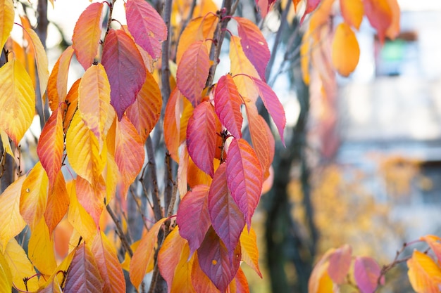 Fragment of an autumn tree with yellow and red falling leaves