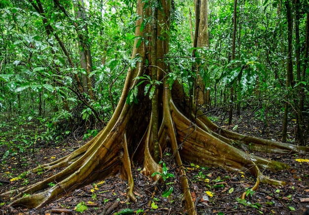 Fragment of a big tree in a tropical forest Sulawesi Indonesia