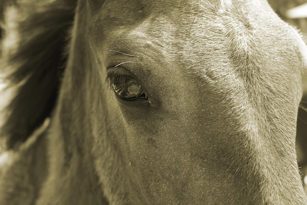 Фрагмент тела дикой лошади Монохромное фото животного