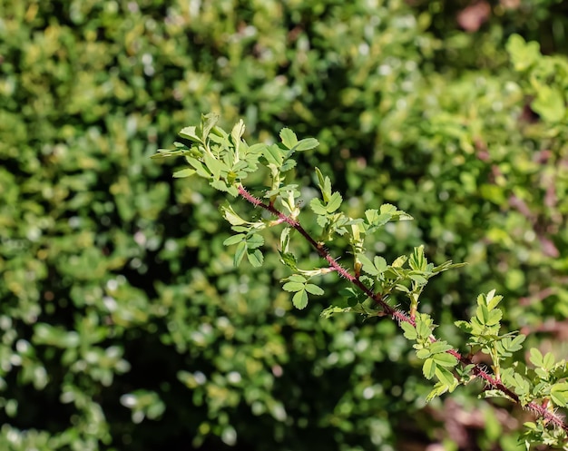 Photo fragment of branch with buds of rosa spinosissima in early spring known as the rosa pimpinellifolia
