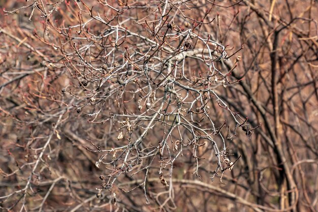 Fragment of branch with buds of Rosa spinosissima in early spring known as the Rosa pimpinellifolia