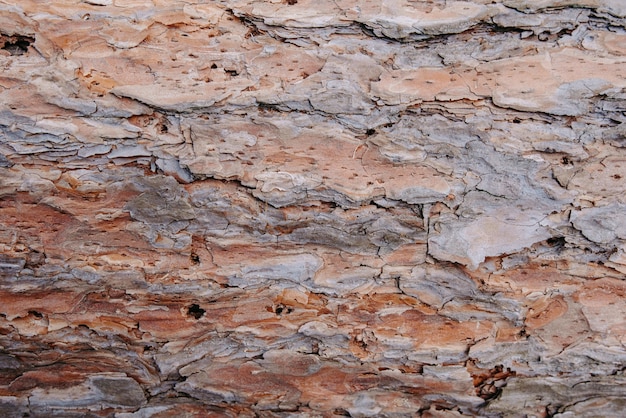 Un frammento della corteccia marrone di un grande vecchio albero