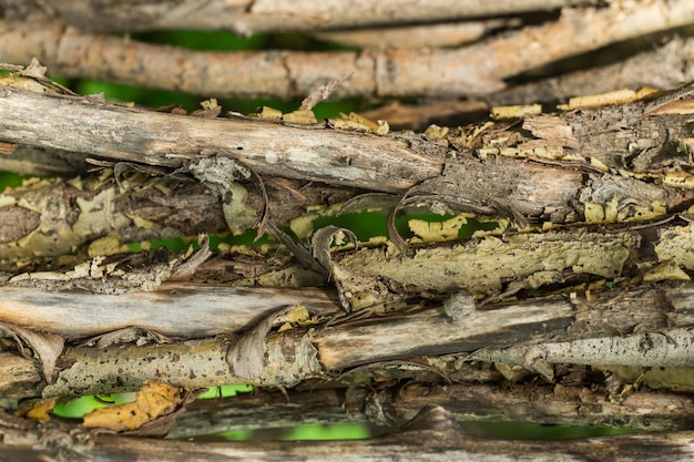 Fragment of the hedge of twisted branches