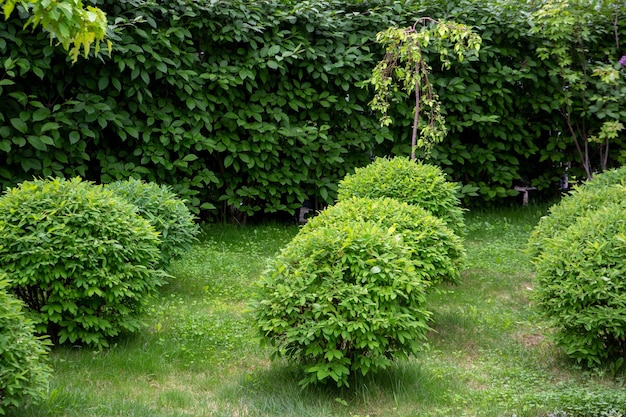 Fragment of a landscape park with trimmed spherical bushes