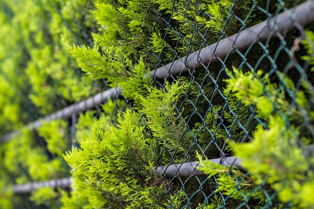 A fragment of metal forged fence