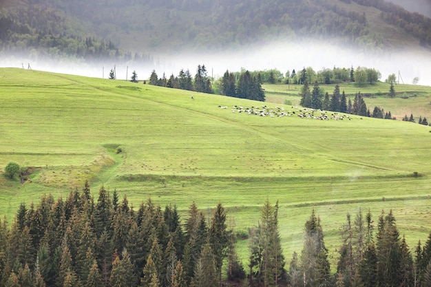 牛のための森の近くの山の牧草地の断片