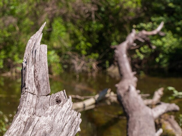 강둑에 떨어진 마른 나무와 나무 껍질의 마른 나무 조각과 흐릿한 줄기
