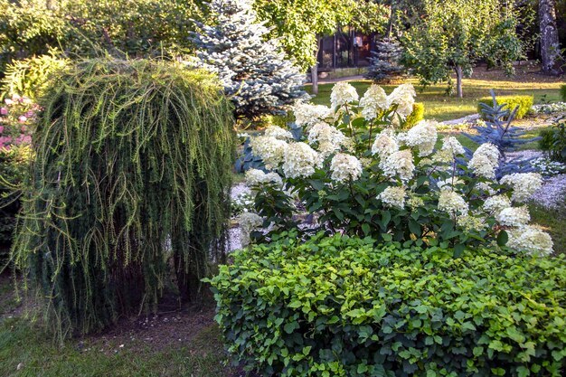 Fragment of the park with blooming hydrangea Landscaping perennial flowering plants