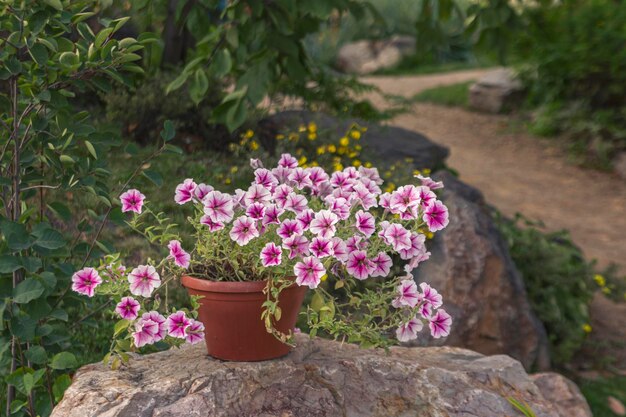 Fragment of the park with landscape design. Blooming pink petunia in a pot in the foreground.