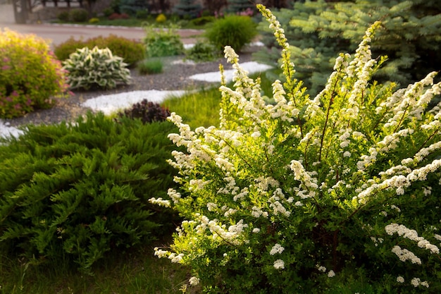 Fragment of the park with landscape design Ornamental shrubs of various shapes and sizes