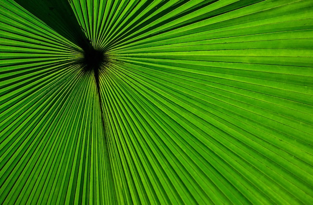 Fragment of a tropical palm leaf closeup Indonesia Sulawesi