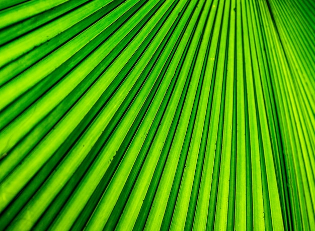 Fragment of a tropical palm leaf closeup Indonesia Sulawesi