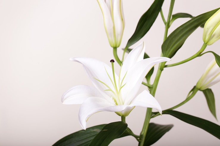 Photo 白いユリのかけら