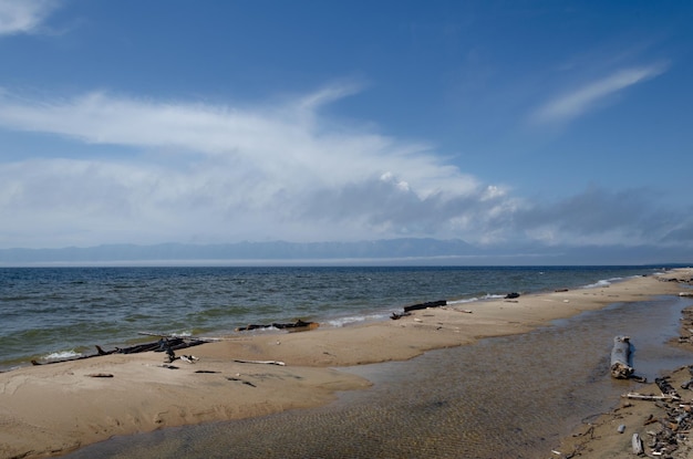 Fragments of trees carried out on the shore of the lake