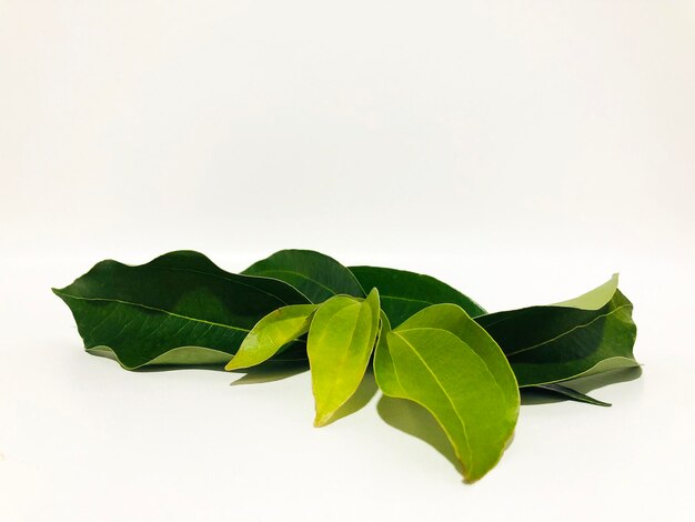 Fragrant cinnamon leaf on a white background