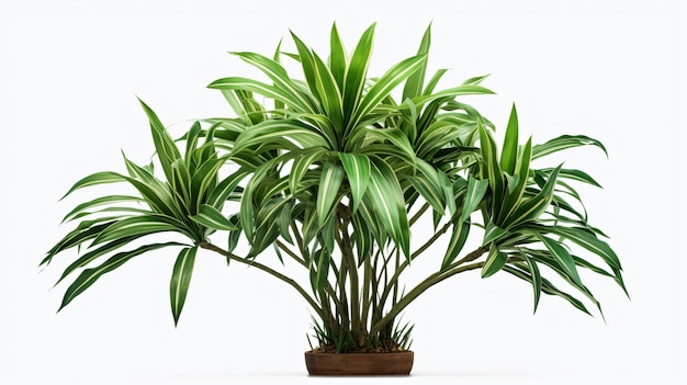 Photo fragrant dracaena tree dracaena fragrans transparent