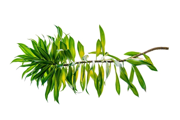 Fragrant Dracaena Tree Dracaena fragrans white background