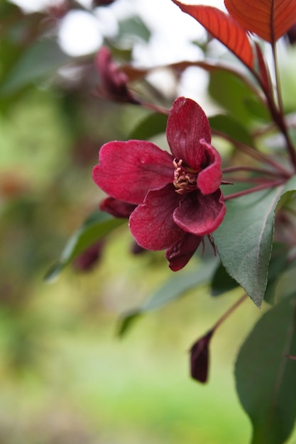 Fragrant flower of spring trees in the park