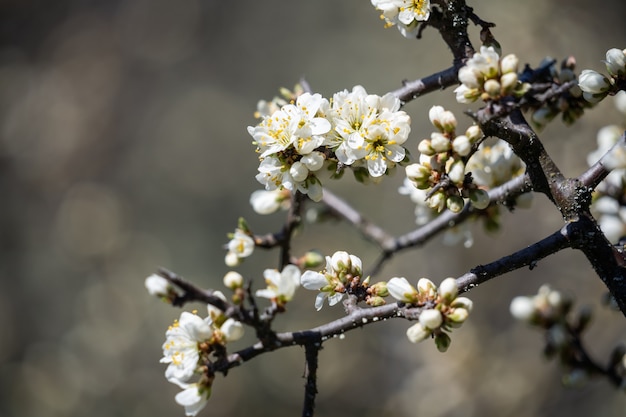 Fragrant flowers of an apple tree on a warm spring day closeup the longawaited arrival of spring the...