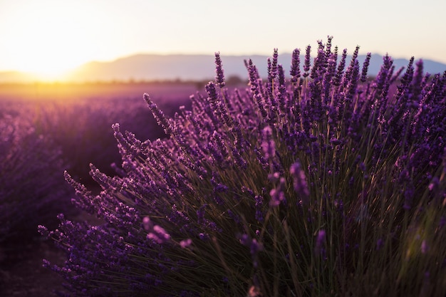 아름 다운 일출, Valensole, 프로방스, 프랑스에서 향기로운 라벤더 꽃