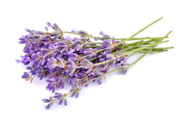 Lavanda profumata su sfondo bianco