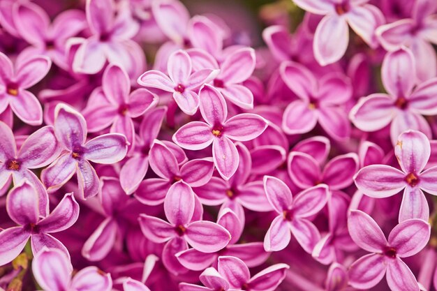 Fragrant lilac blossoms Syringa vulgaris Shallow depth of field