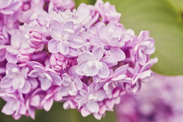 Photo fragrant lilac blossoms syringa vulgaris shallow depth of field