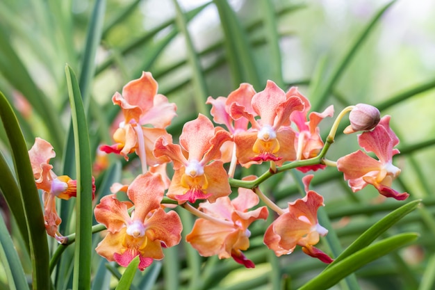 Fragrant orchids, orange Vanda, name: Udon Sunshine.