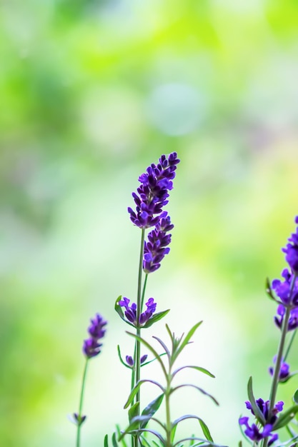 Fragrant purple lavender flowers growing in floral pot at home