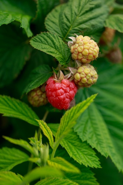 framboos in de tuin