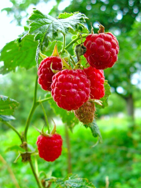 Framboos in de tuin