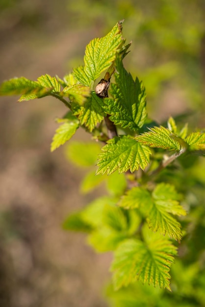 Frambozen bloeien in de tuin in de zon