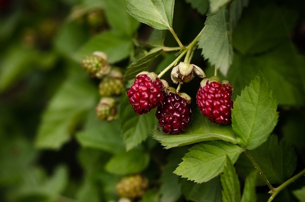 Frambozen groeien in de bush