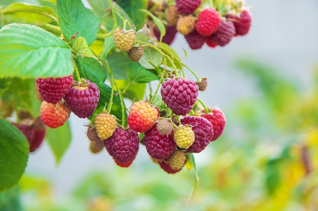 Frambozen groeien in de tuin Selectieve focus