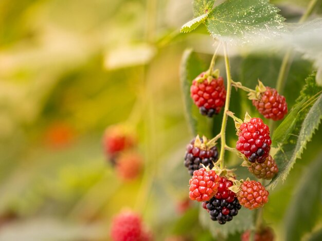 frambozen in de tuin