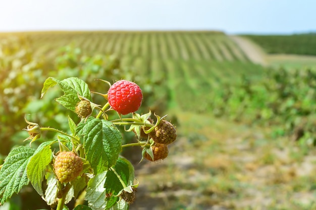 Frambozen op de plantage tijdens de oogstperiode