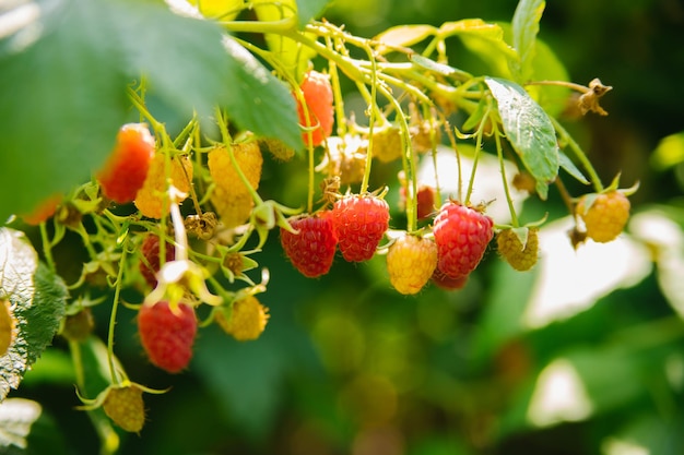 Frambozen op een tak in de tuin Sappige rijpe frambozen op de takken Roze bes Zomeroogst