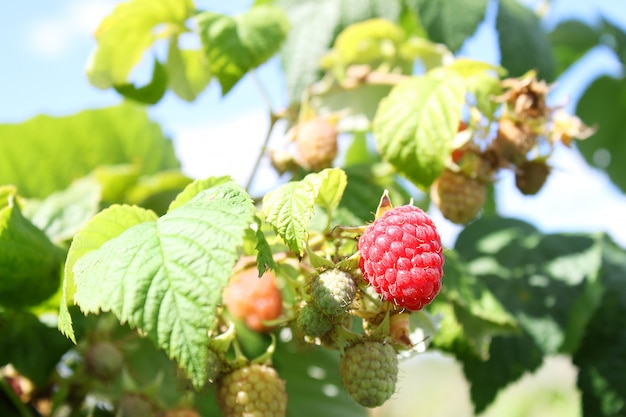 Frambozen op een tak in de tuin