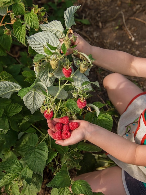 Frambozen plukken Een meisje plukt vers fruit op een biologische frambozenboerderij