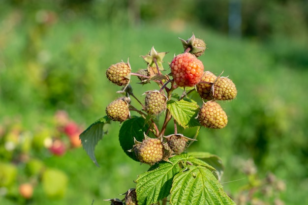 Frambozen plukken Mannelijke handen verzamelen biologische frambozen Selectieve focus