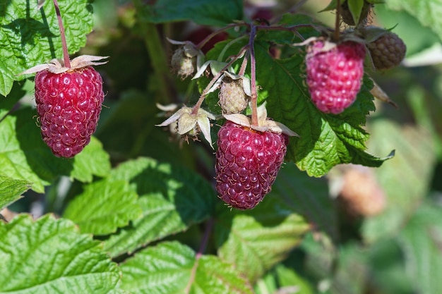 Frambozen rijpen in de zomertuin