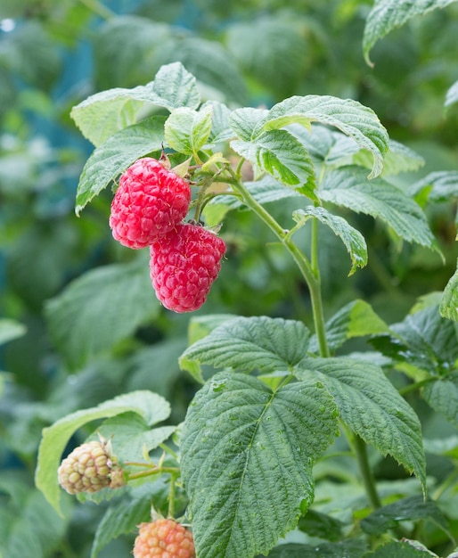 Frambozen Tak van rijpe frambozen in een tuin Close-up van frambozenplant