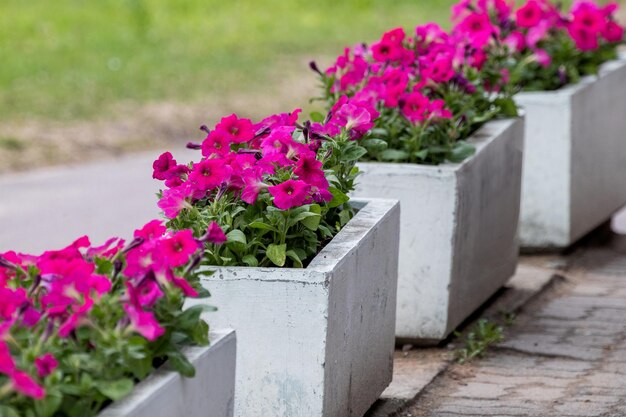 Frambozenbloemen in betonnen potten om parken en straten te versieren