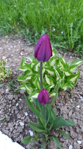 Frambozentulpen in de natuur en groen gras