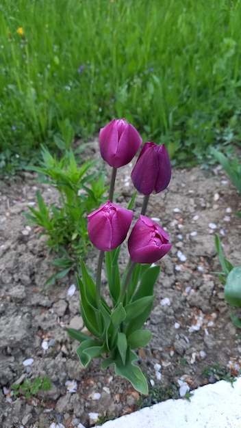 Frambozentulpen in de natuur