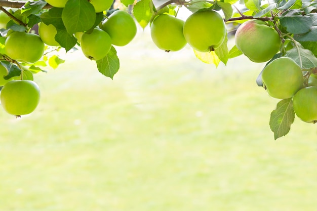 Frame background of apples on branch grown in organic garden in morning light outdoors, close-up