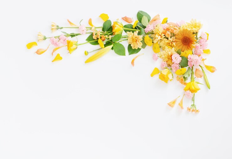 frame of beautiful flowers on white background